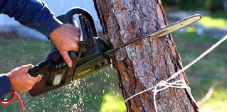 Best Emergency Tree Removal  in Comfort, TX