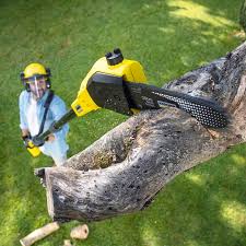 Best Hazardous Tree Removal  in Comfort, TX