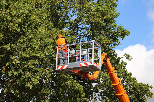 Best Tree Cabling and Bracing  in Comfort, TX