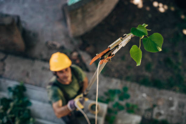 Trusted Comfort, TX  Tree Services Experts