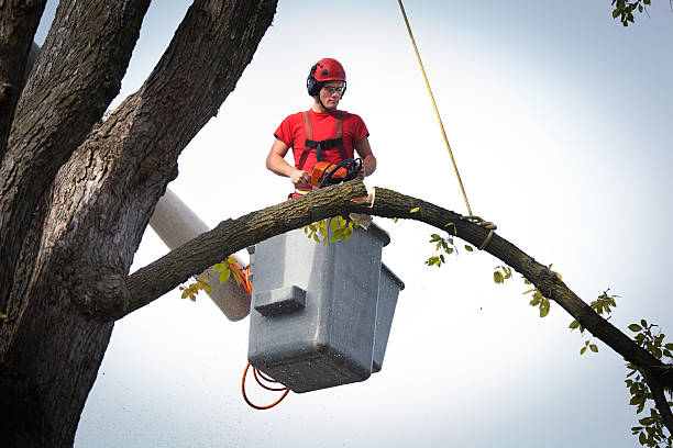 Best Tree Removal Service  in Comfort, TX