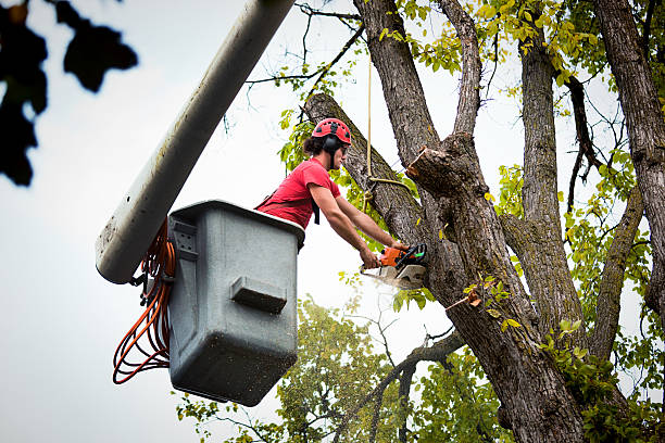 Best Storm Damage Tree Cleanup  in Comfort, TX