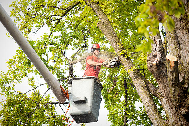  Comfort, TX Tree Services Pros