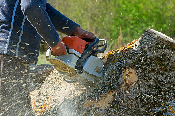 Best Tree Risk Assessment  in Comfort, TX